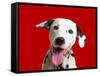 Dalmatian Dog-null-Framed Stretched Canvas