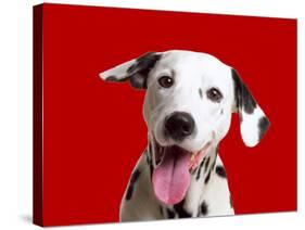 Dalmatian Dog-null-Stretched Canvas