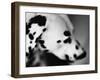 Dalmatian Dog-Henry Horenstein-Framed Photographic Print