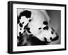 Dalmatian Dog-Henry Horenstein-Framed Photographic Print