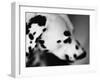 Dalmatian Dog-Henry Horenstein-Framed Photographic Print