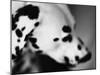 Dalmatian Dog-Henry Horenstein-Mounted Photographic Print