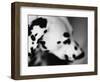 Dalmatian Dog-Henry Horenstein-Framed Photographic Print
