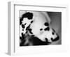 Dalmatian Dog-Henry Horenstein-Framed Photographic Print