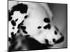 Dalmatian Dog-Henry Horenstein-Mounted Photographic Print