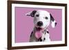 Dalmatian Dog-null-Framed Photographic Print