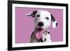 Dalmatian Dog-null-Framed Photographic Print