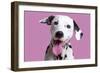 Dalmatian Dog-null-Framed Photographic Print