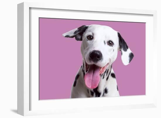 Dalmatian Dog-null-Framed Photographic Print