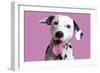 Dalmatian Dog-null-Framed Photographic Print