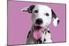 Dalmatian Dog-null-Mounted Photographic Print