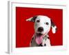 Dalmatian Dog-null-Framed Photographic Print