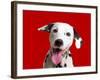 Dalmatian Dog-null-Framed Photographic Print