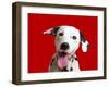 Dalmatian Dog-null-Framed Photographic Print