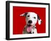 Dalmatian Dog-null-Framed Photographic Print