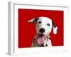 Dalmatian Dog-null-Framed Photographic Print