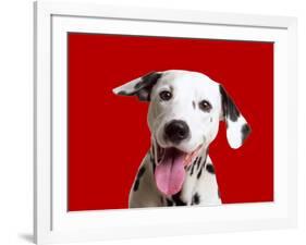 Dalmatian Dog-null-Framed Photographic Print