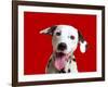 Dalmatian Dog-null-Framed Photographic Print