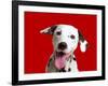 Dalmatian Dog-null-Framed Photographic Print