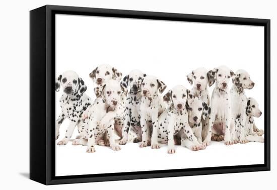 Dalmatian Dogs-null-Framed Stretched Canvas