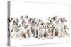 Dalmatian Dogs-null-Stretched Canvas