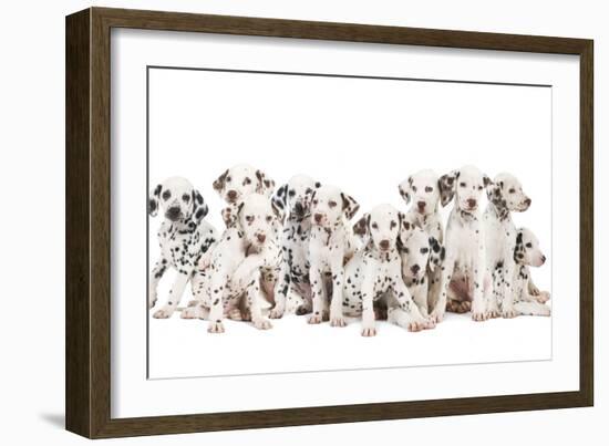 Dalmatian Dogs-null-Framed Photographic Print