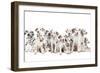 Dalmatian Dogs-null-Framed Photographic Print