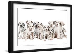 Dalmatian Dogs-null-Framed Photographic Print