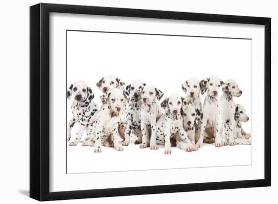 Dalmatian Dogs-null-Framed Photographic Print