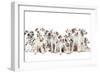 Dalmatian Dogs-null-Framed Photographic Print