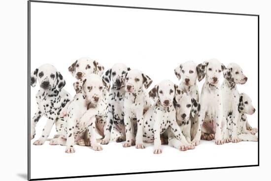 Dalmatian Dogs-null-Mounted Photographic Print