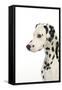 Dalmatian (Head Shot)-null-Framed Stretched Canvas