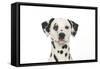 Dalmatian (Head Shot)-null-Framed Stretched Canvas