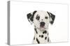 Dalmatian (Head Shot)-null-Stretched Canvas