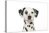 Dalmatian (Head Shot)-null-Stretched Canvas