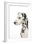 Dalmatian (Head Shot)-null-Framed Photographic Print