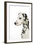 Dalmatian (Head Shot)-null-Framed Photographic Print