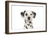 Dalmatian (Head Shot)-null-Framed Photographic Print