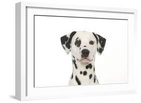 Dalmatian (Head Shot)-null-Framed Photographic Print