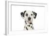 Dalmatian (Head Shot)-null-Framed Photographic Print