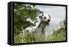 Dalmatian in Long Grass-null-Framed Stretched Canvas