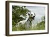Dalmatian in Long Grass-null-Framed Photographic Print