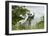 Dalmatian in Long Grass-null-Framed Photographic Print