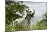 Dalmatian in Long Grass-null-Mounted Photographic Print