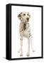 Dalmatian Liver Spotted-null-Framed Stretched Canvas