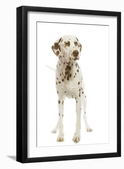 Dalmatian Liver Spotted-null-Framed Photographic Print