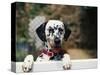 Dalmatian Looking over Fence-Chase Swift-Stretched Canvas