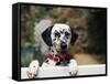 Dalmatian Looking over Fence-Chase Swift-Framed Stretched Canvas