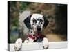 Dalmatian Looking over Fence-Chase Swift-Stretched Canvas
