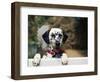 Dalmatian Looking over Fence-Chase Swift-Framed Photographic Print